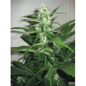 Sugar Black Rose. Photo 2